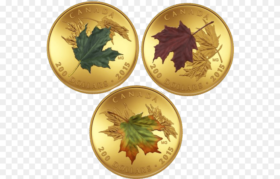 Canada 2015 Alluring Maple Leaves Of Fall Proof Gold Coin, Leaf, Plant, Money Png Image