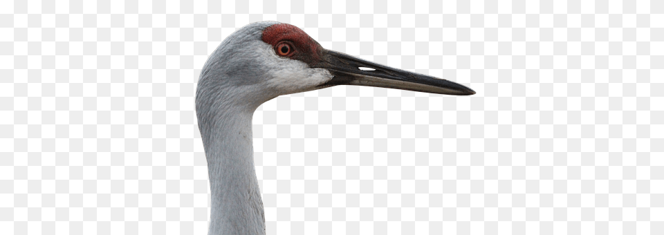 Canada Crane Animal, Bird, Crane Bird, Waterfowl Free Transparent Png