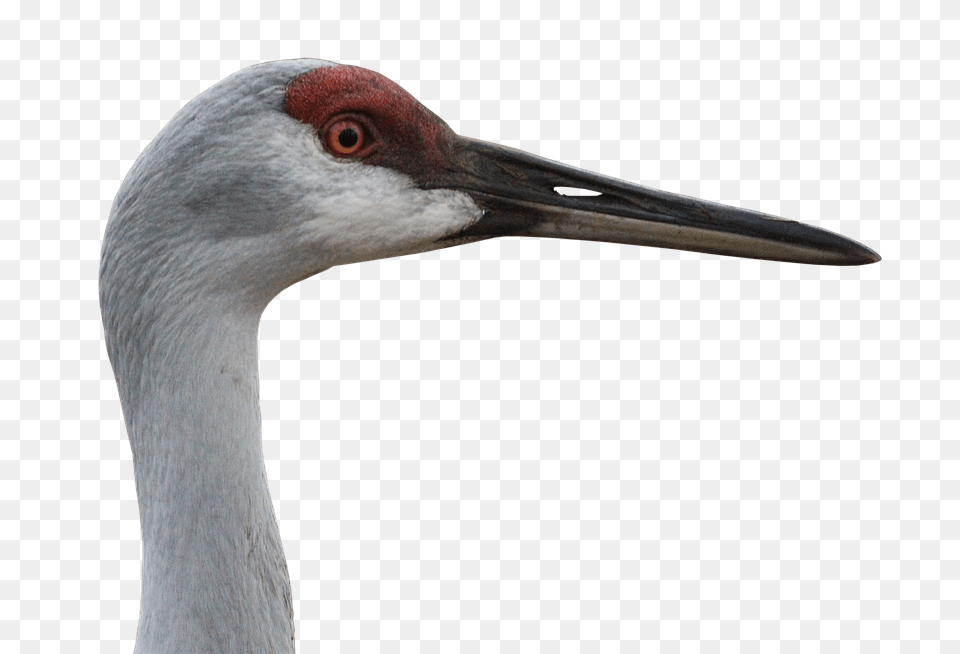 Canada Crane Animal, Bird, Crane Bird, Waterfowl Free Png Download