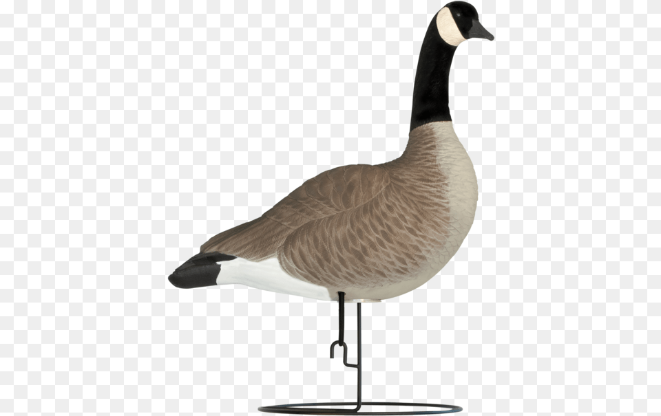 Canada Goose, Animal, Bird, Waterfowl Free Png