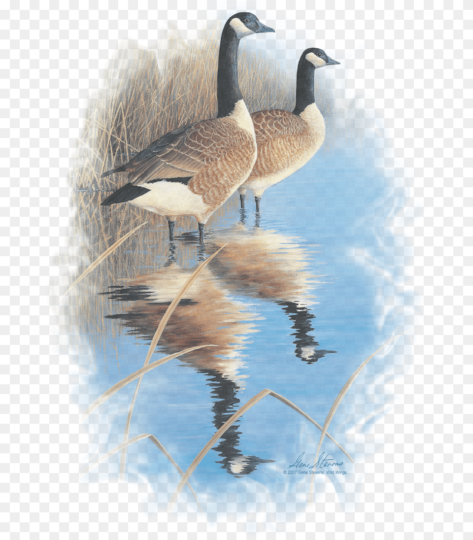 Canada Goose, Animal, Bird, Waterfowl Free Transparent Png