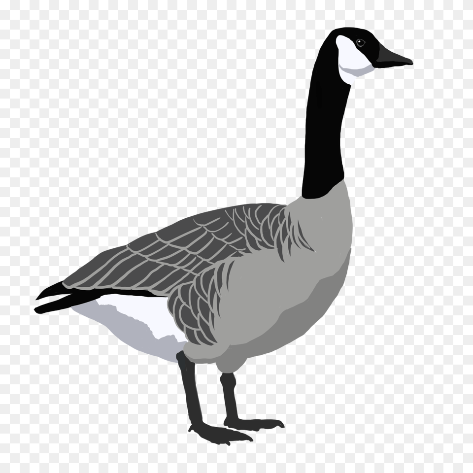 Canada Goose, Animal, Bird, Waterfowl Png