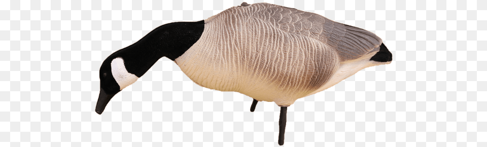 Canada Goose, Animal, Bird, Waterfowl, Fish Png Image
