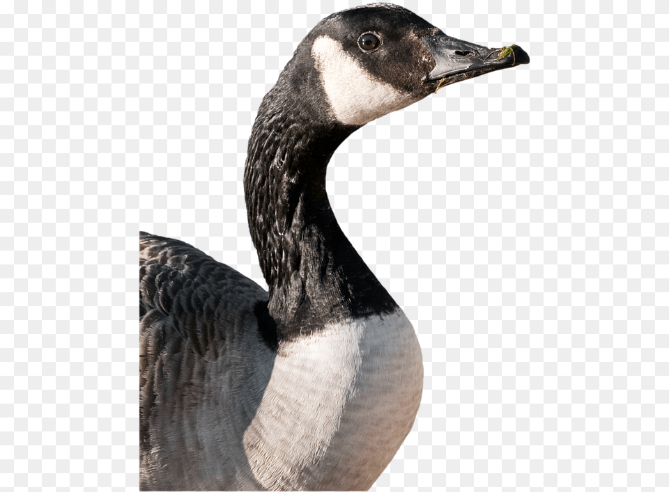 Canada Goose Animals Birds No Back Canadian Goose Cut Out, Animal, Bird, Waterfowl Free Png Download
