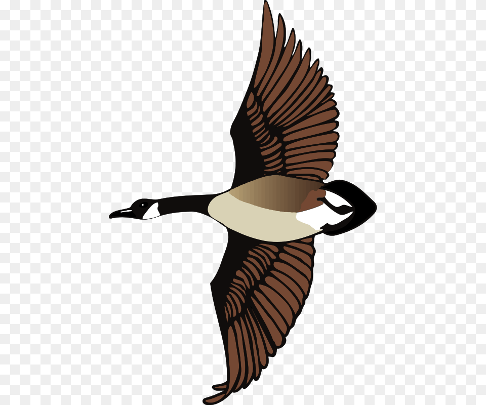 Canada Goose Clip Art, Animal, Bird, Flying, Waterfowl Free Png Download