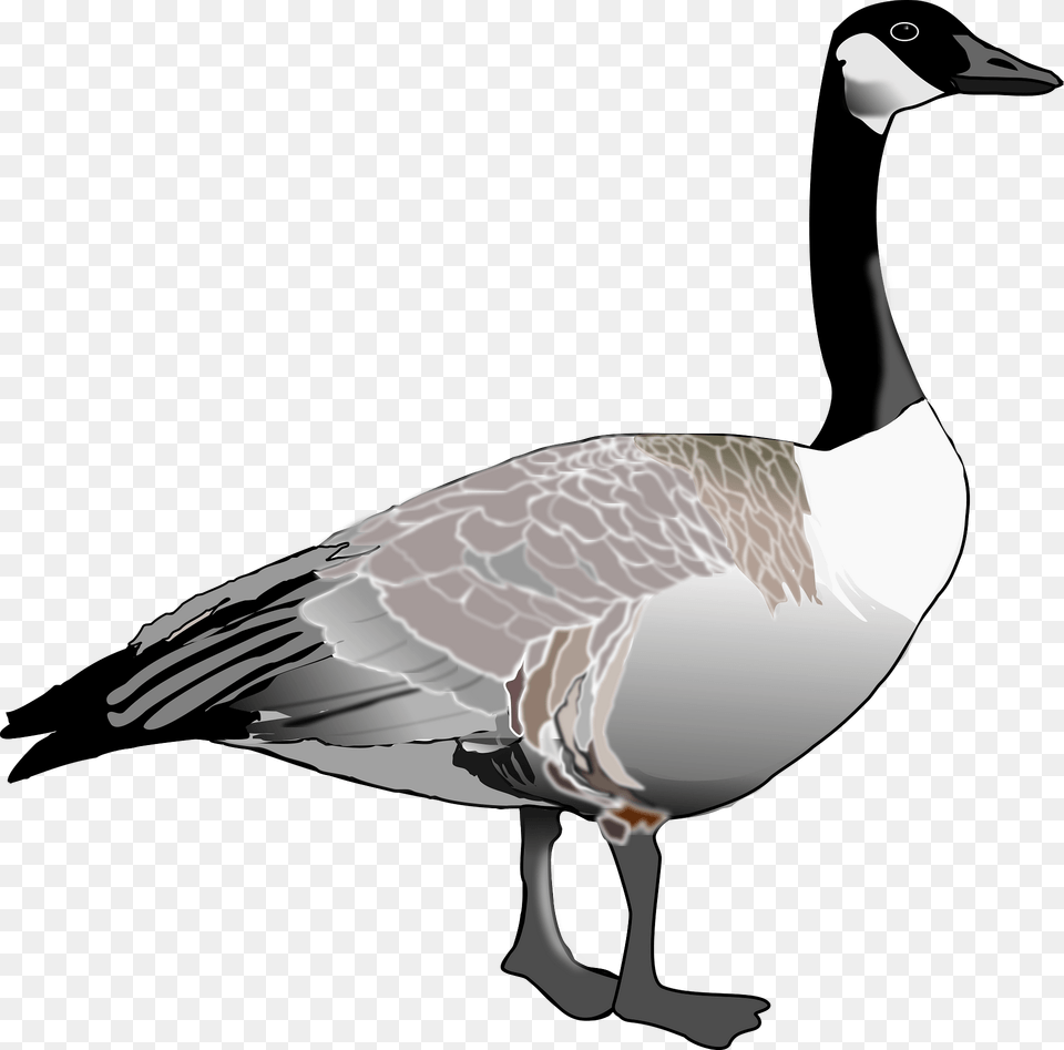 Canada Goose Clipart, Animal, Bird, Waterfowl Free Png Download