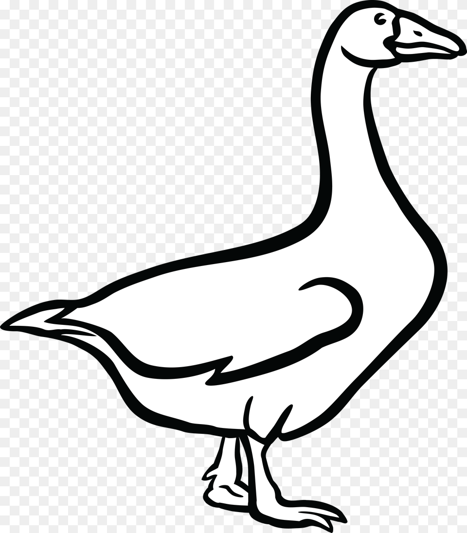 Canada Goose Duck Clip Art, Animal, Bird, Waterfowl, Kangaroo Free Png