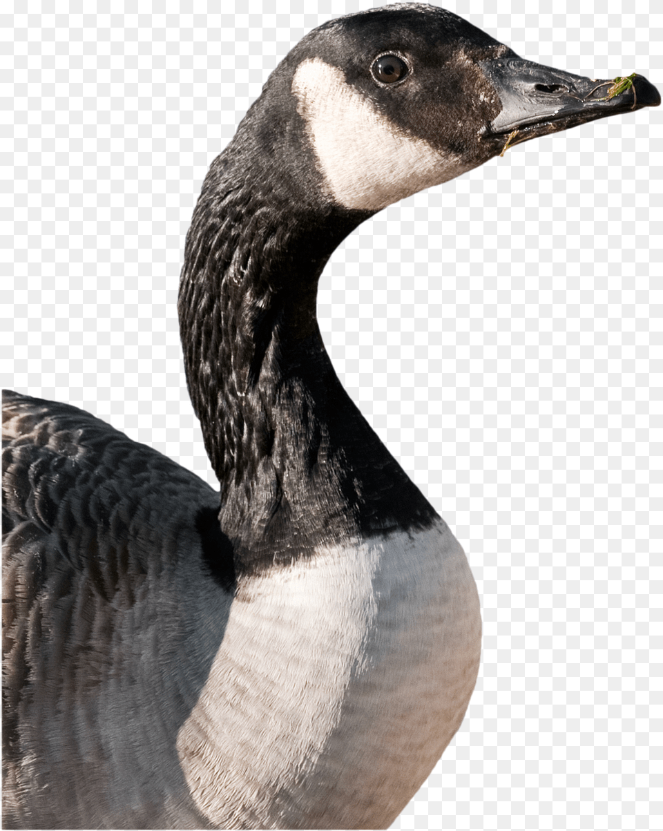 Canada Goose Goose Bird Cutout Canadian Goose Cut Out, Animal, Waterfowl, Penguin Free Transparent Png