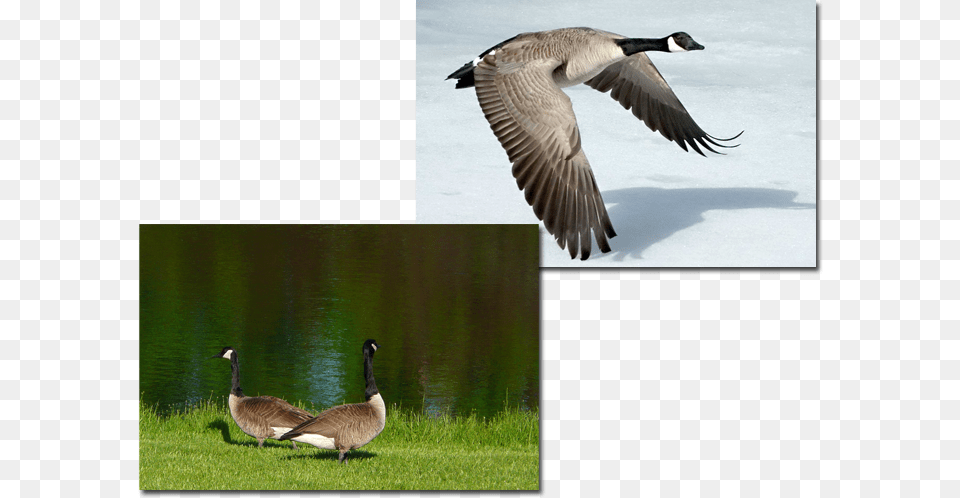 Canada Goose Harris Eisenstadt Canada Day, Animal, Bird, Waterfowl, Art Free Transparent Png