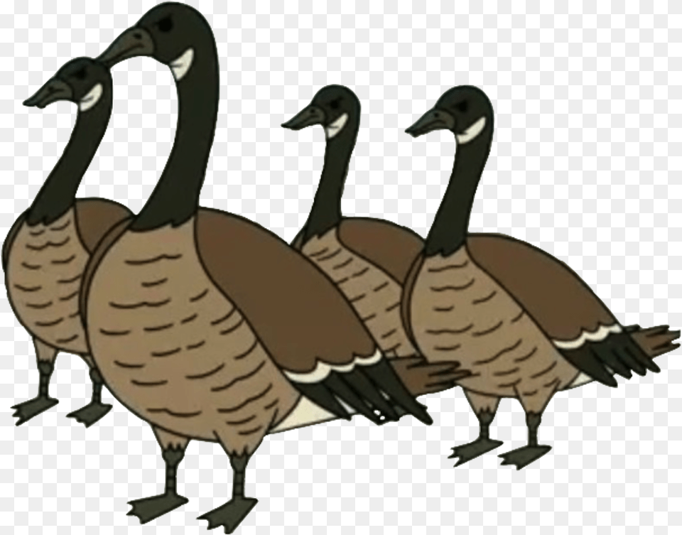 Canada Goose Regular Show Geese, Animal, Bird, Waterfowl, Anseriformes Png Image
