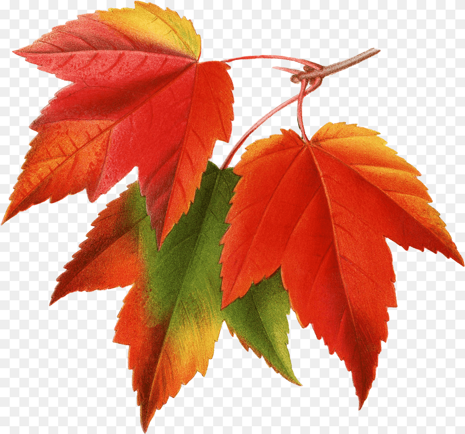 Canada Japanese Maple Red Maple Maple Leaf Clip Art Autumn Leaves, Plant, Tree Free Png Download