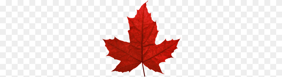 Canada Leaf, Plant, Tree, Maple, Maple Leaf Png