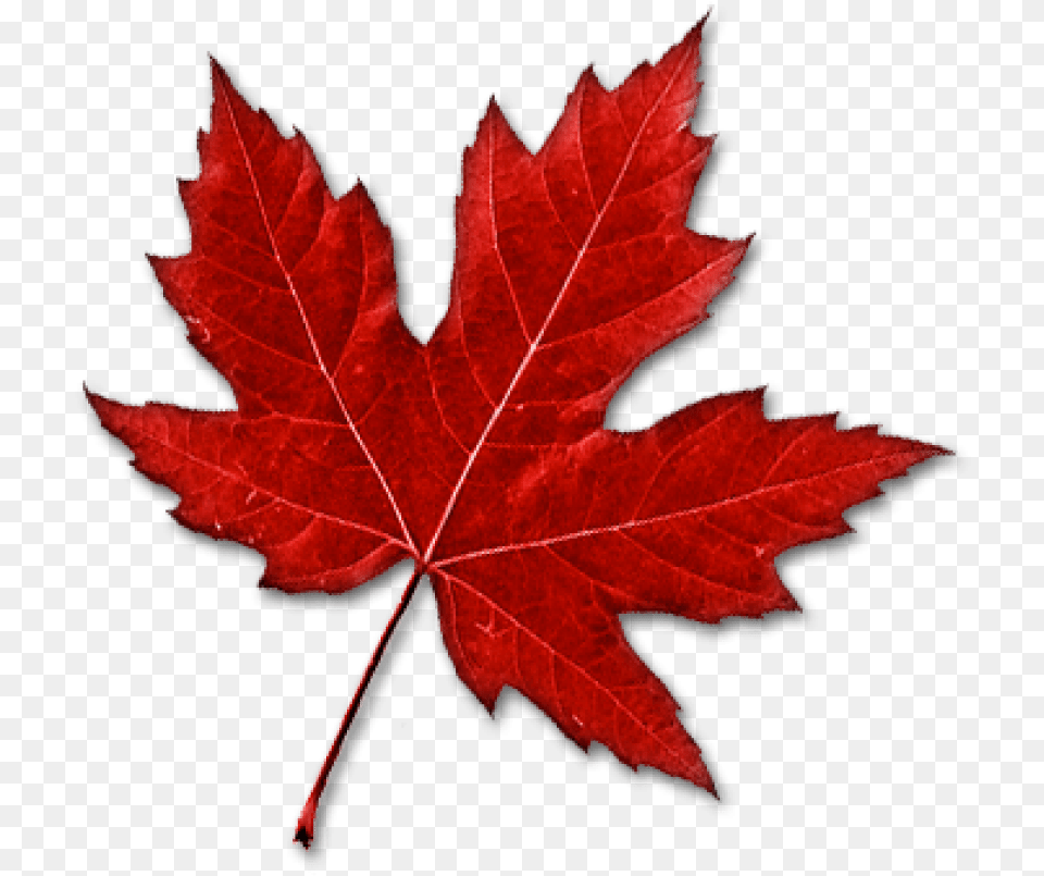Canada Leaf Real Canadian Maple Leaf, Plant, Tree, Maple Leaf Png