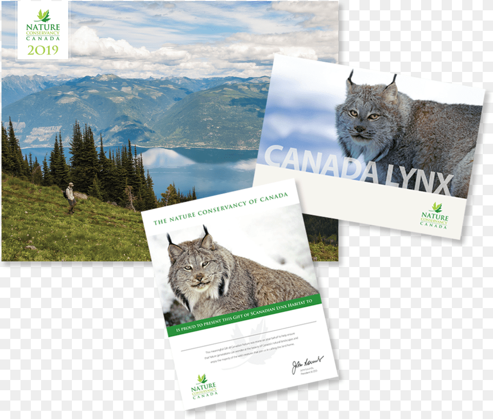 Canada Lynx, Advertisement, Poster, Person, Animal Free Png Download