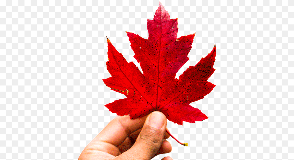 Canada Maple Leaf, Plant, Tree, Maple Leaf, Baby Free Png Download