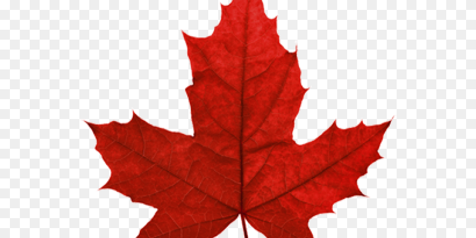 Canada Maple Leaf Transparent Images Canada Red Maple Leaf, Plant, Tree, Maple Leaf, Clothing Free Png Download