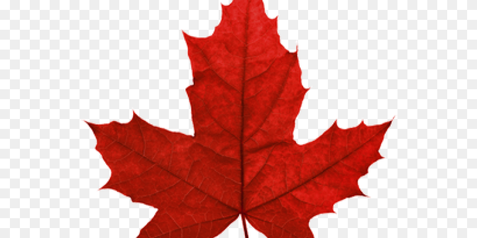 Canada Maple Leaf Transparent Images Canadian Maple Leaf Transparent, Plant, Tree, Maple Leaf, Clothing Free Png Download