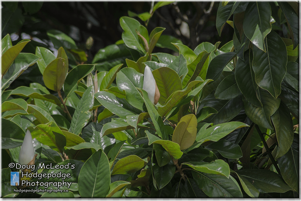 Canada Victoria Variety Grandiflora Magnolia Tree Bay Laurel, Flower, Leaf, Plant, Araceae Png