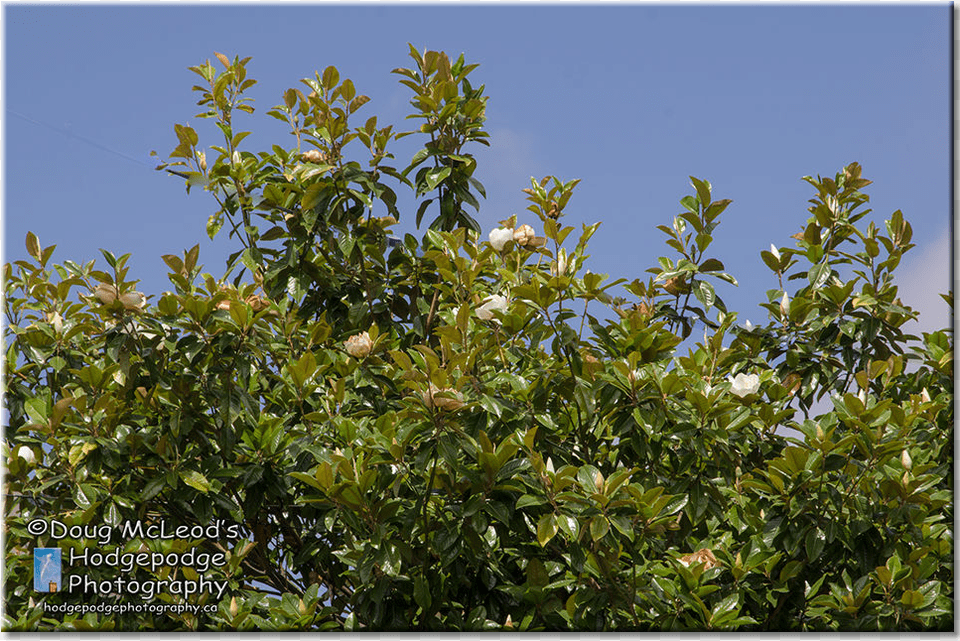 Canada Victoria Variety Grandiflora Magnolia Tree Plantation, Flower, Leaf, Plant, Vegetation Png Image