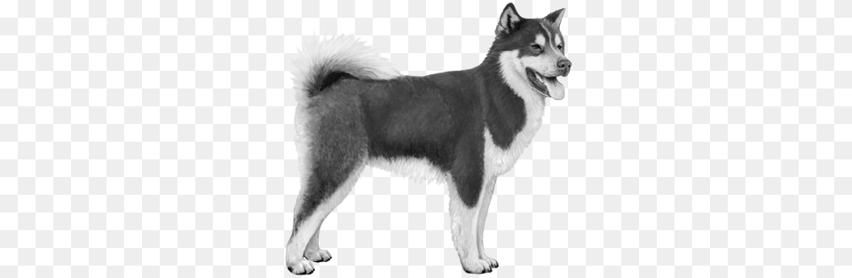Canadian Eskimo Dog, Animal, Canine, Husky, Mammal Free Png