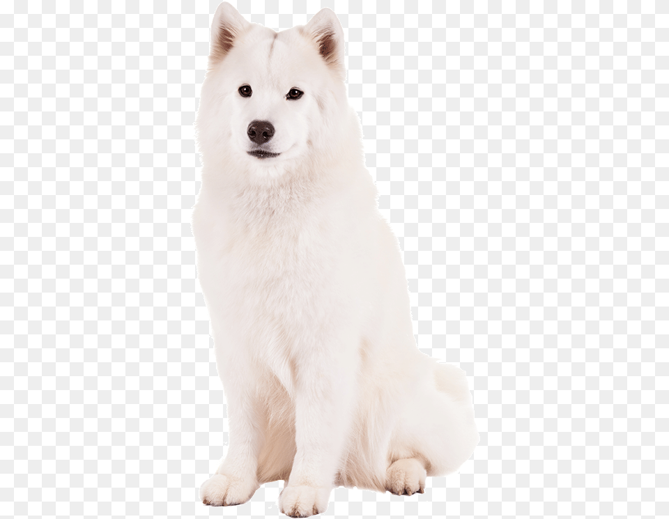 Canadian Eskimo Dog Greenland Dog, Animal, Canine, Mammal, Pet Free Png