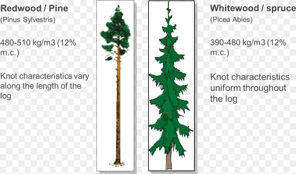 Canadian Fir, Plant, Tree, Pine, Conifer Free Png Download