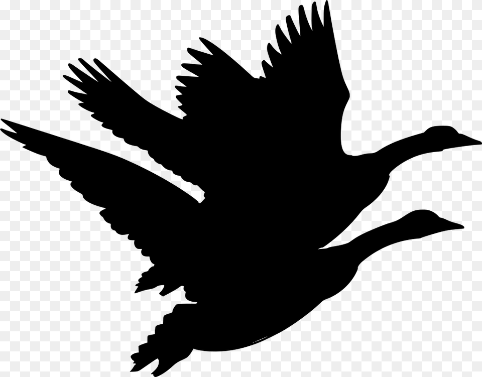 Canadian Goose Clipart, Gray Png
