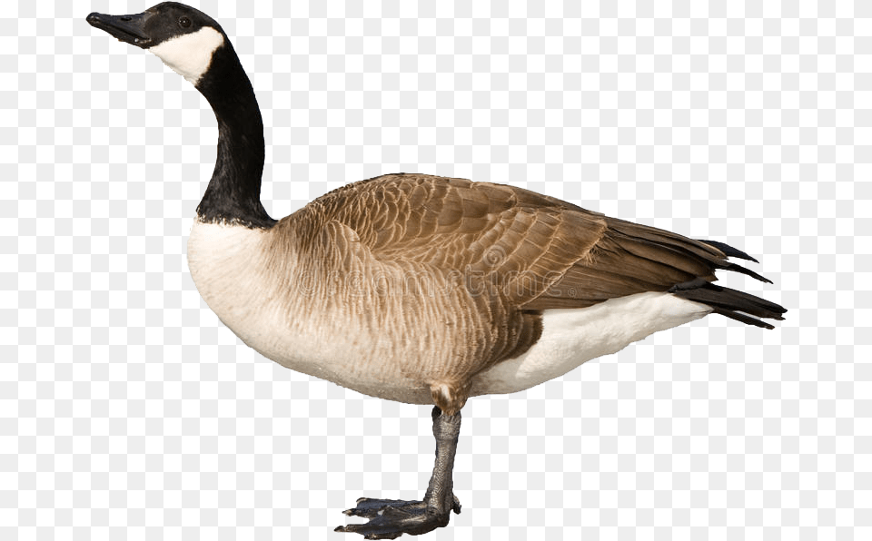 Canadian Goose Clipart, Animal, Bird, Waterfowl Free Png Download