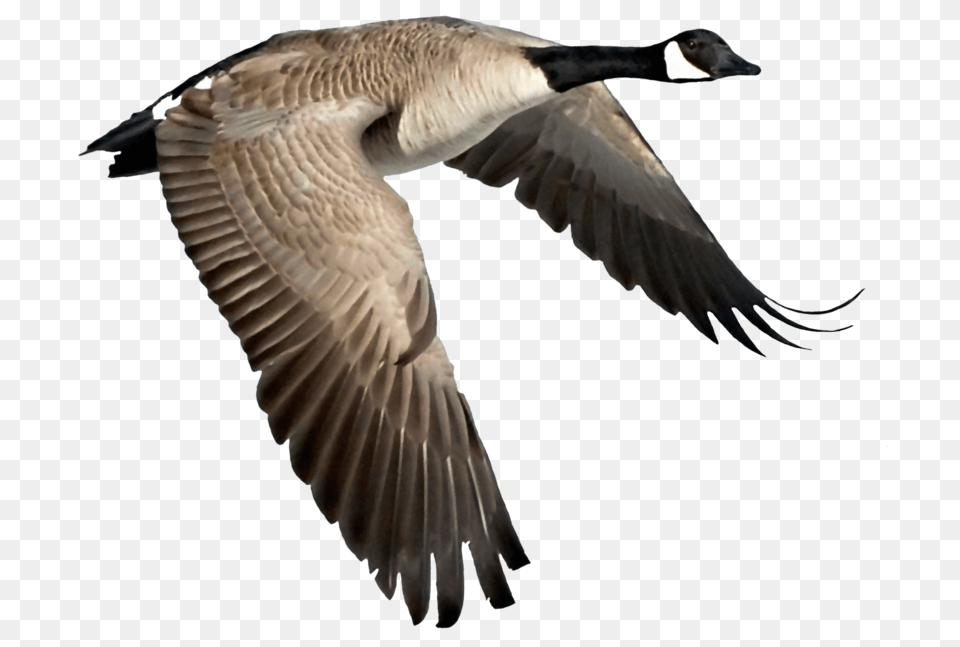 Canadian Goose Flying Gif, Animal, Bird, Waterfowl Png Image