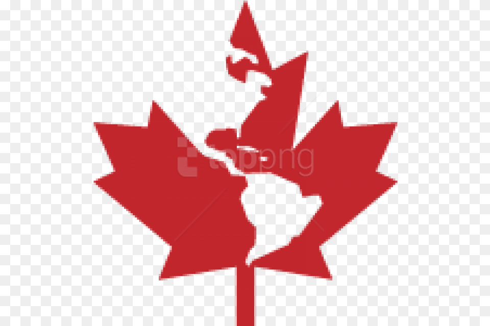 Canadian Leaf Canadian Maple Leaf, Plant, Tree, Maple Leaf, Person Free Transparent Png