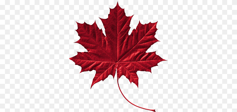 Canadian Leaf Download Feuille D Arbre Du Qubec, Plant, Tree, Maple, Maple Leaf Png
