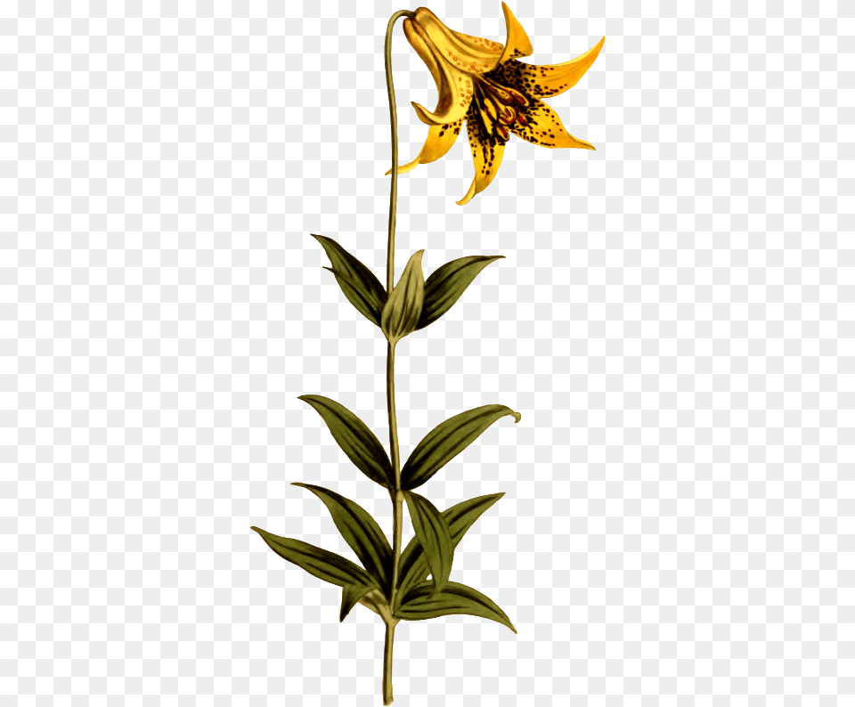 Canadian Lily Canada Lily, Flower, Plant Png Image