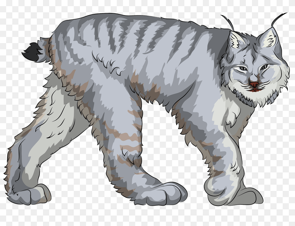 Canadian Lynx Clipart, Art, Drawing, Animal, Mammal Png Image