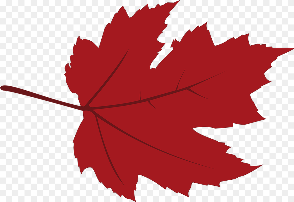 Canadian Maple Fall At The Beach, Leaf, Plant, Tree, Maple Leaf Png Image