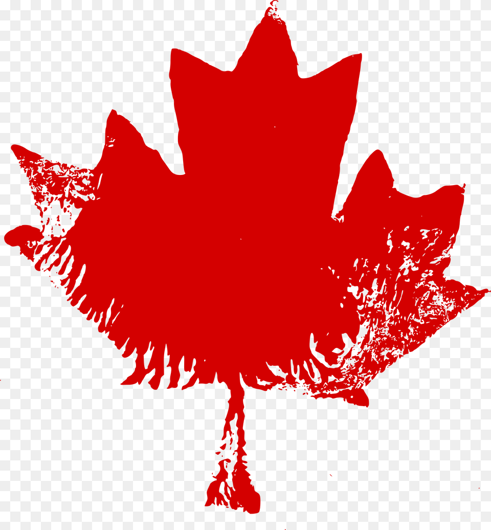 Canadian Maple Leaf, Plant, Tree, Maple Leaf, Adult Free Png