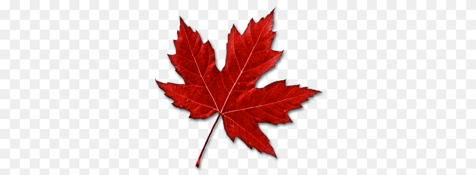 Canadian Maple Leaf Transparent, Tree, Plant, Maple Leaf, Lobster Free Png