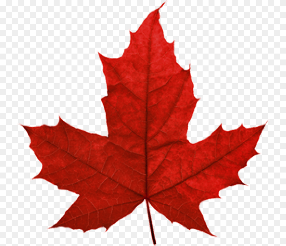 Canadian Maple Leaf Transparent Canada Red Maple Leaf, Plant, Tree, Maple Leaf, Person Free Png Download