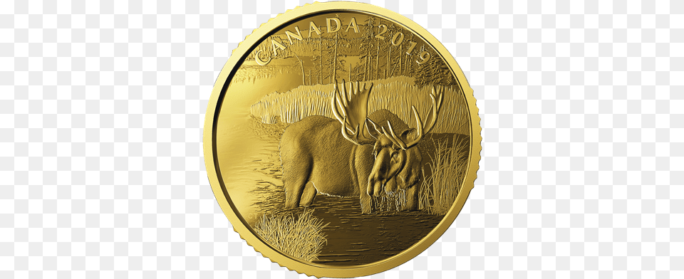 Canadian Moose Gold Coin, Animal, Antelope, Mammal, Wildlife Png