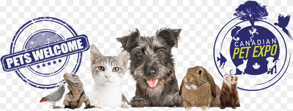 Canadian Spring Pet Expo, Animal, Canine, Dog, Mammal Png