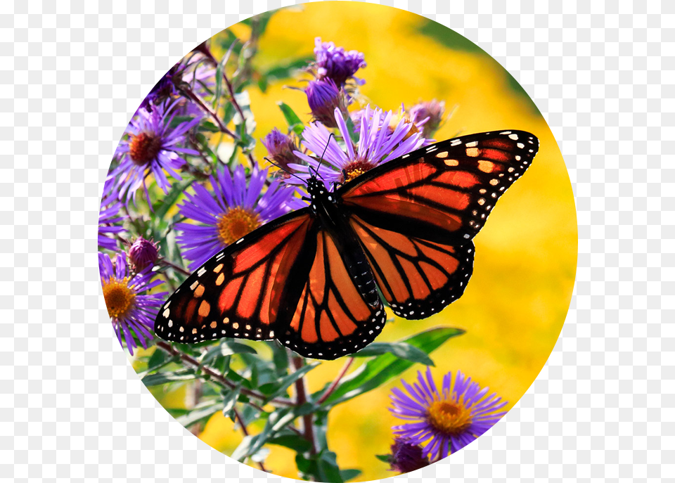 Canadian Wildlife Federation Help The Monarchs Monarch Butterfly On Purple Flower, Daisy, Plant, Animal, Insect Png Image