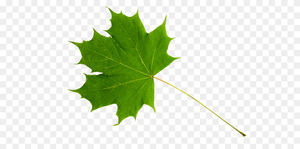 Canadian Wildlife Federation The Maple, Leaf, Plant, Tree, Maple Leaf Free Png Download