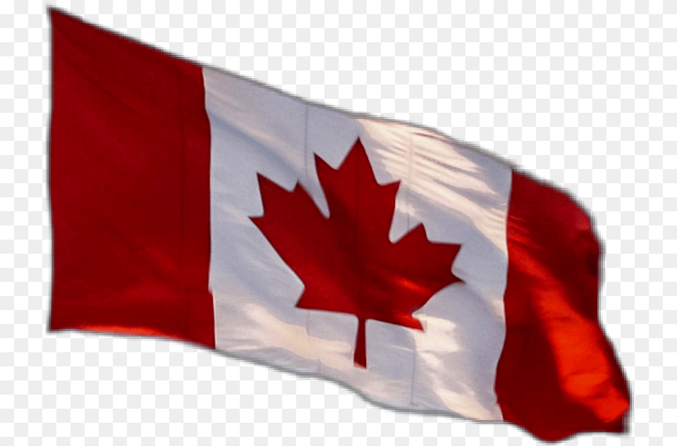 Canadianflag Canadaflag Flag Canada Love Canada, Leaf, Plant, Canada Flag Free Transparent Png