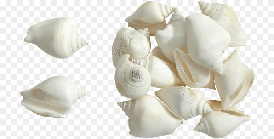 Canarium White Seashells 2 White Shells, Animal, Clam, Food, Invertebrate Free Png Download