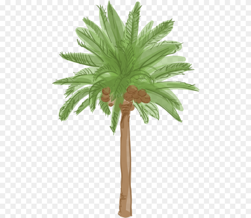 Canary Island Date Palm Cartoon Transparent Palm Trees, Leaf, Palm Tree, Plant, Tree Free Png