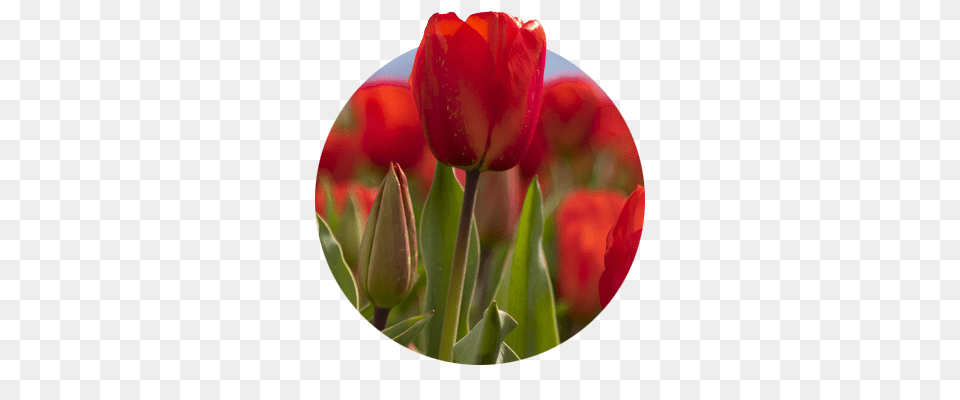 Canby Or Things To Do Shopping And Gardening, Flower, Plant, Tulip Free Transparent Png