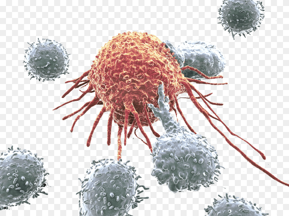 Cancer Cell Clipart Cancer Cells Picture, Animal, Food, Invertebrate, Lobster Free Transparent Png