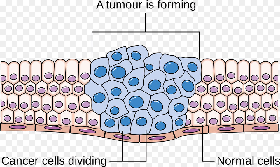 Cancer Cell Division, Art, Drawing Free Transparent Png