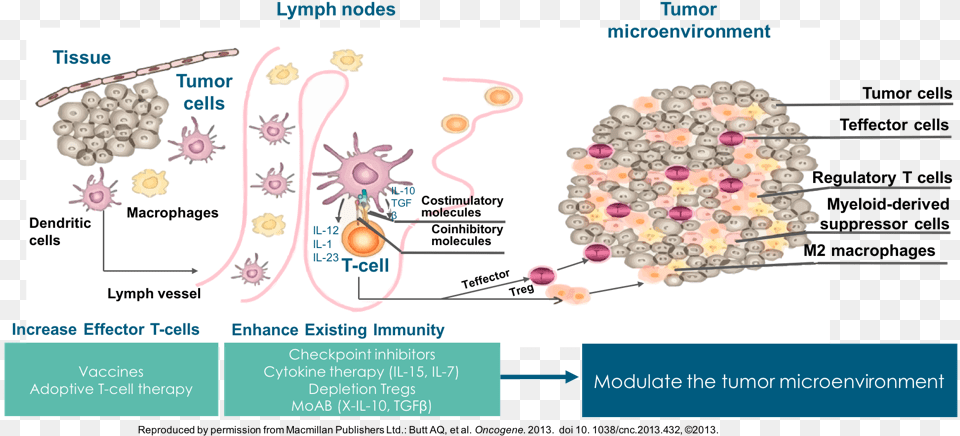 Cancer Cell Immune Cells Kill Cancer, Text Free Png