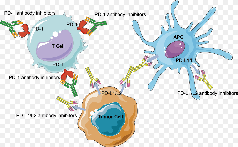 Cancer Cell Immune Checkpoint Tumor Cartoon, Animal, Kangaroo, Mammal Png