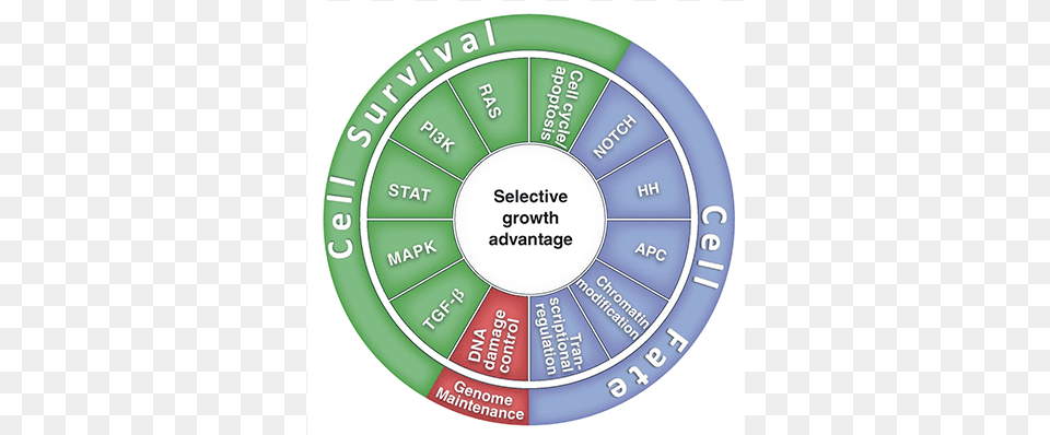 Cancer Cell Signaling Pathways Cancer Pathways Core Cancer Pathways, Disk, Urban Png